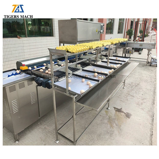 Electronic egg graded machine
